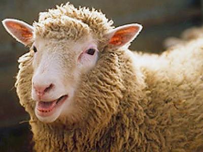 Dolly, la oveja clonada