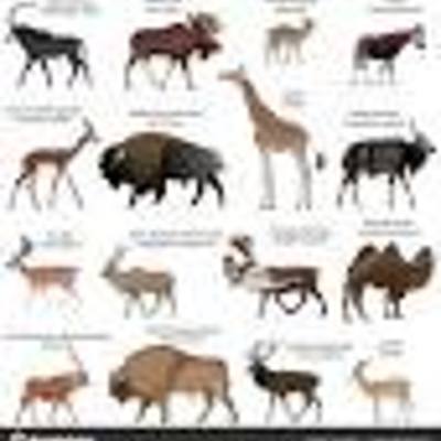 Timeline: ПРОЕКТ:ANIMALS