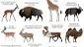 Timeline: ПРОЕКТ:ANIMALS