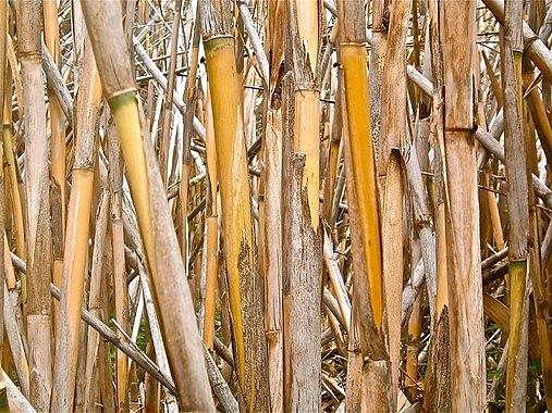 TABLEROS SOSTENIBLES (Ing. Química)