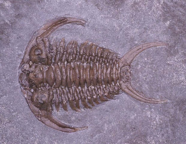 Ordovician (485 millions of years)