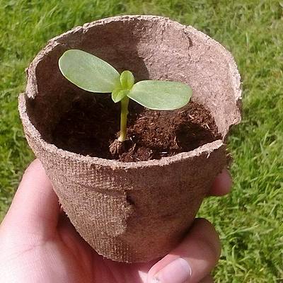 Timeline: Linea de vida