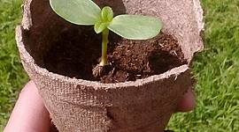 Timeline: Linea de vida