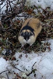 Logikai játékok  - Lemmings, egy aranyos állatka forradalma