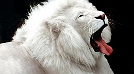 Timeline: Conquista de Canarias