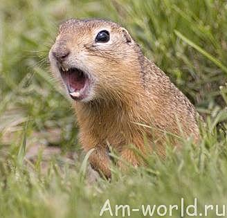 рождение братика