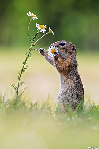 выпускной из начальной школы