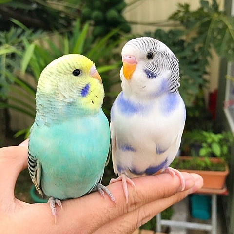 среднее звено