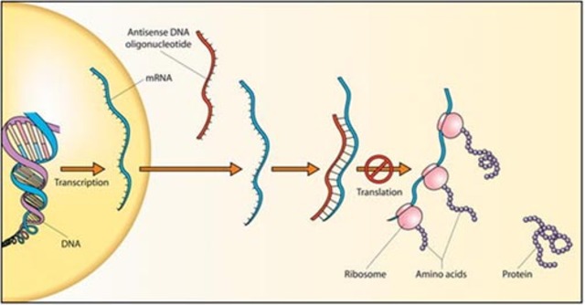 Walter GIlbert discovered gene expression through RNA