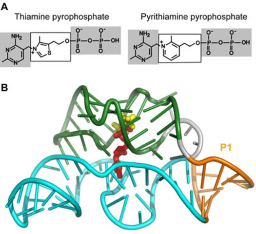 Ron Breaker coined term riboswitch for mRNA