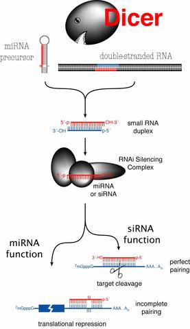 Andrew Fire and Craig Mello discovered silencing of genes