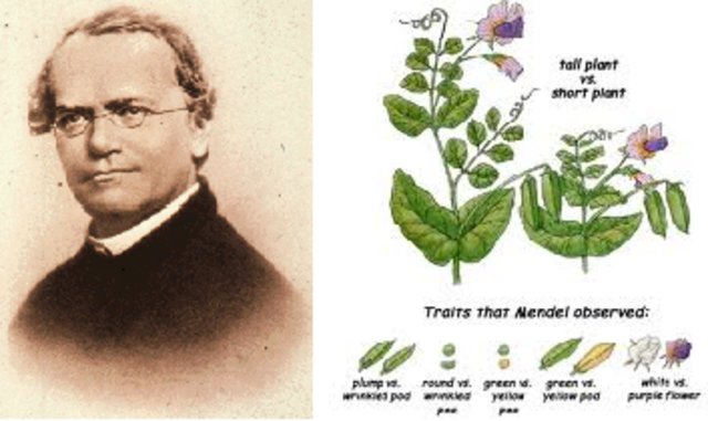 Gregor Mendel: The Father of Genetics
