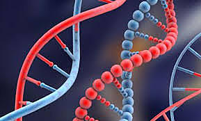 Se observó la tendencia hereditaria de las patologías