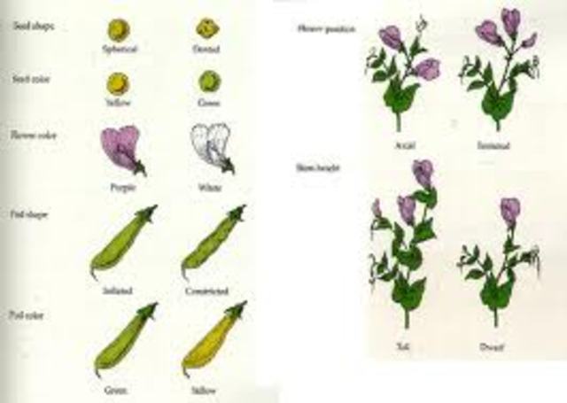 Mendel's Studies Rediscovery