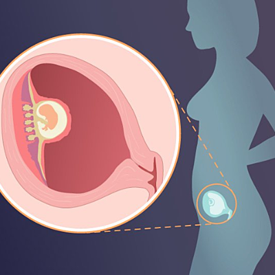 Timeline: Els 9 mesos de gestació