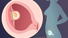 Timeline: Els 9 mesos de gestació
