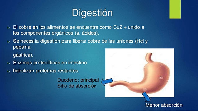 Cobre en la absorcion de Hierro