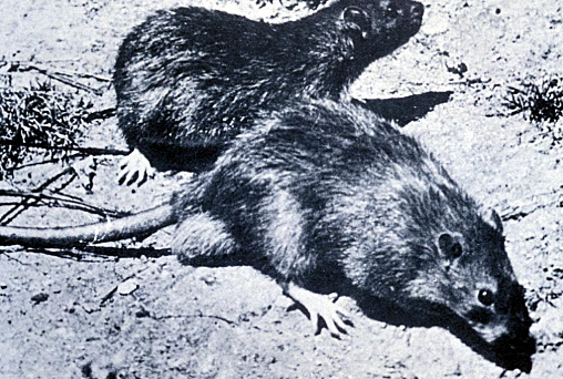 Black Death hits Europe