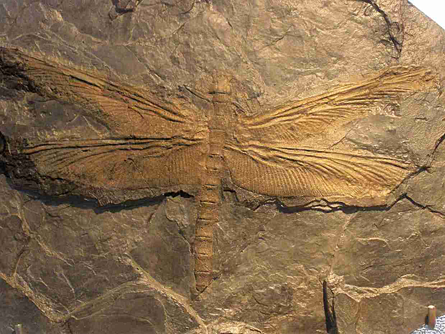 Carboniferous (358 millions years ago)