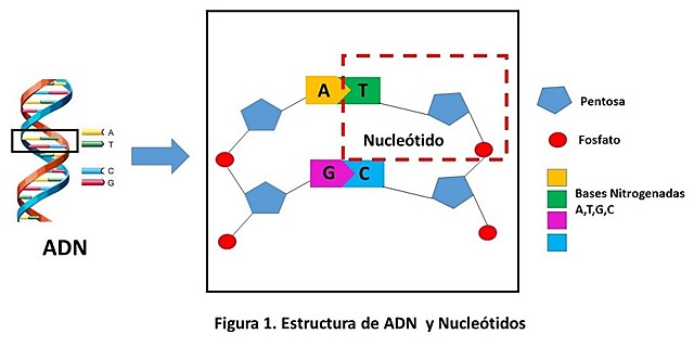 Se identifican nuevos nucleótidos