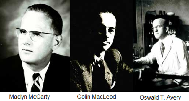 Oswald T. Avery, Maclyn McCarty & Colin MacLeod's Substantial contribution