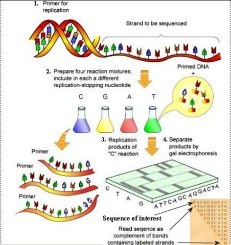 DNA Sequencing Techniques