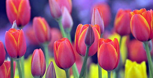 Prima crisi borsistica