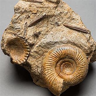 Jurassic Middle (174 millions years ago)