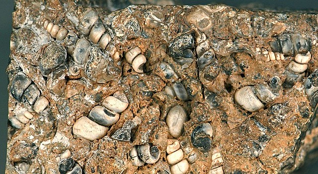 Palaeogene Oligocene (34 millions years ago)