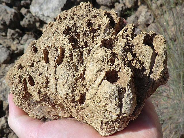 Neogene Pliocene (5 millions years ago)