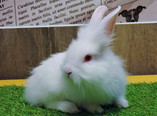 Ganhei um coelhinhoo