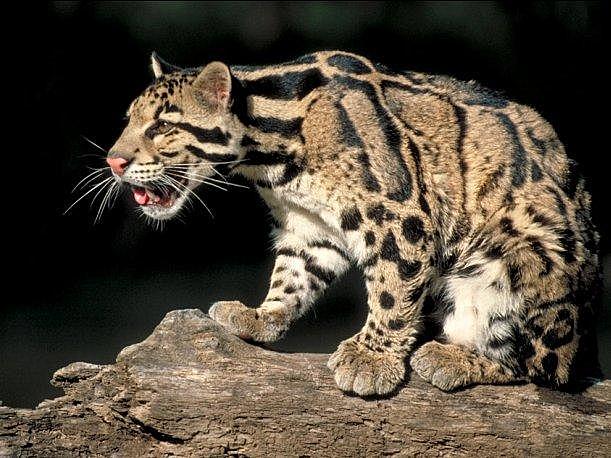 Leopardo nublado de Formosa