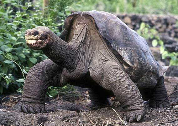 Tortuga gigante de las islas Galápagos