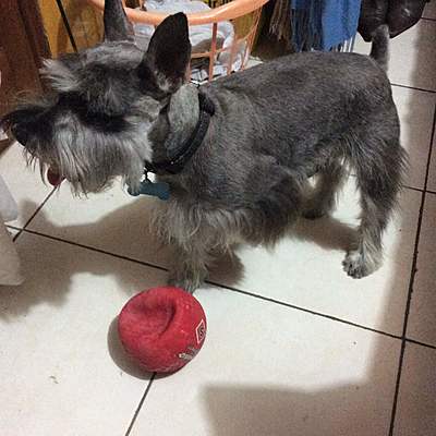 Timeline: MI PERRITO