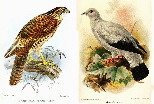 Congress Divides into Hawks and Doves