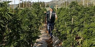 Se prohibió el cultivo de marihuana