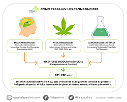 Consumo de Marihuana en la actualidad