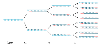La reacción en cadena de polimerasa
