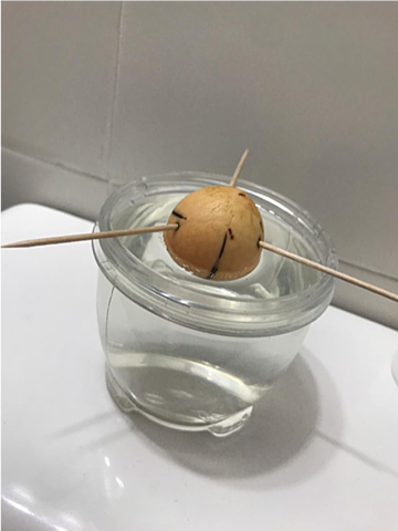 Siembra de semilla de aguacate