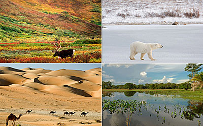 Clements y el concepto de bioma