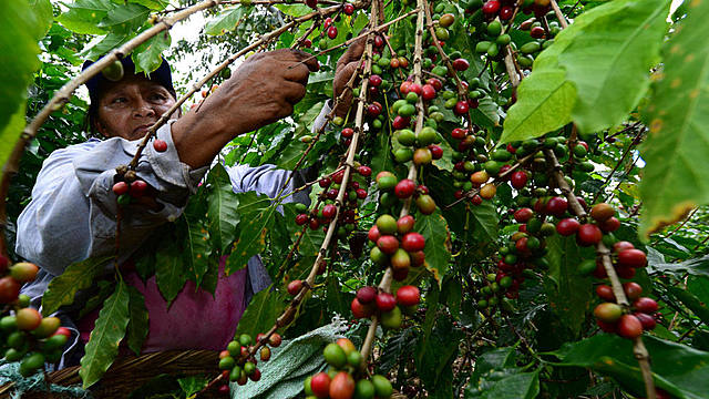 El café se posiciona como principal producto de exportación