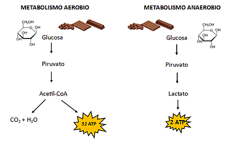 El metabolismo aerobio. Procariotas y eucariotas.