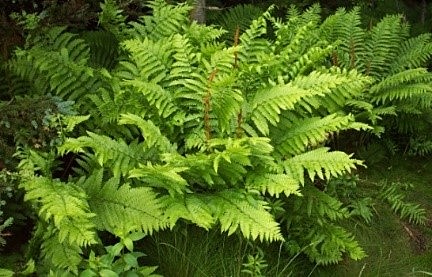 El desarrollo de tejidos conductores.