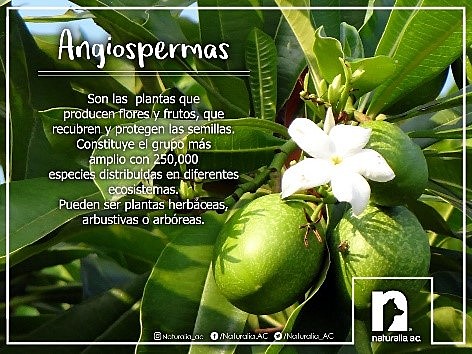 Las plantas con flores y frutos.