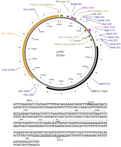 Drosophila Genome Sequence