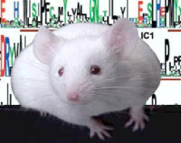 Mouse Genome Sequence