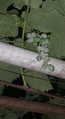 SELECCIÓN DE LOS ESQUEJES