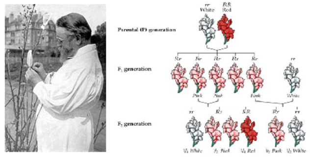 An Exception to Mendel's Principles