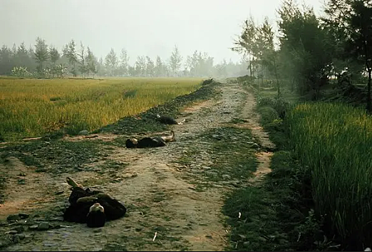 My Lai Massacre