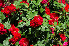 Stop and smell the roses.